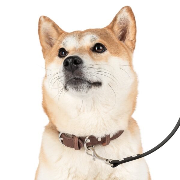 Leash - Image 6